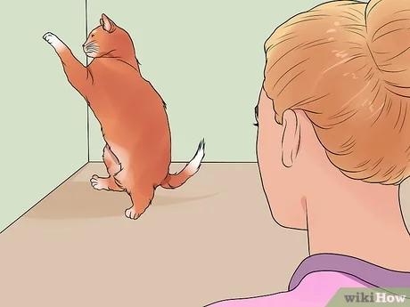 كيفية السيطرة على القطة المثارة