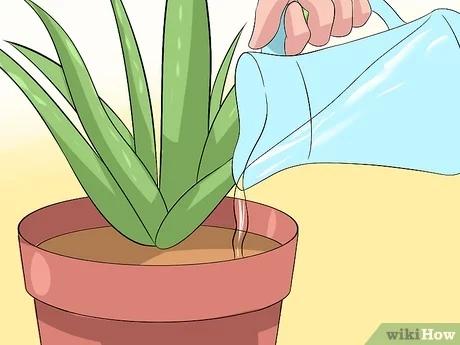 صورة عنوانها Care for Your Aloe Vera Plant Step 2