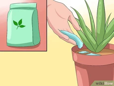صورة عنوانها Care for Your Aloe Vera Plant Step 3