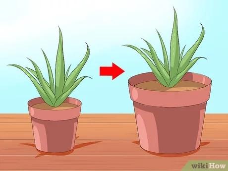 صورة عنوانها Care for Your Aloe Vera Plant Step 4