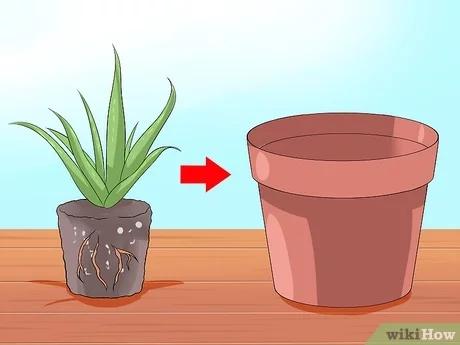 صورة عنوانها Care for Your Aloe Vera Plant Step 6