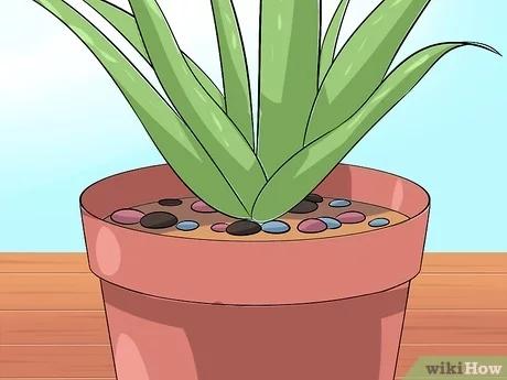 صورة عنوانها Care for Your Aloe Vera Plant Step 8