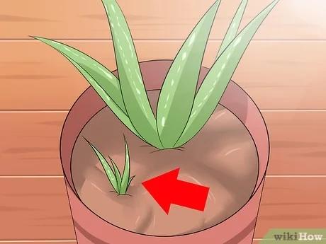 صورة عنوانها Care for Your Aloe Vera Plant Step 9