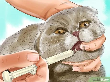 صورة عنوانها Deal with Tooth Resorption in Cats Step 11