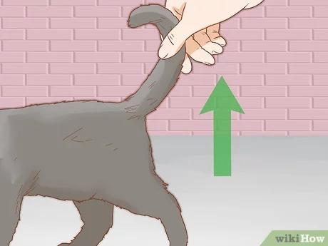 صورة عنوانها Determine the Sex of a Cat Step 2