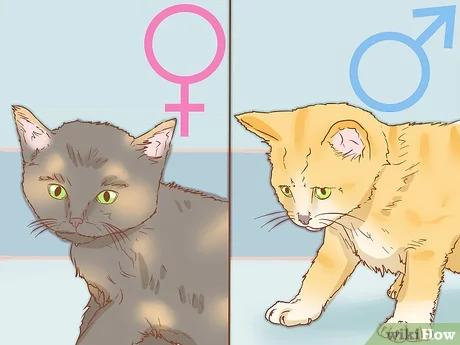 صورة عنوانها Determine the Sex of a Cat Step 5