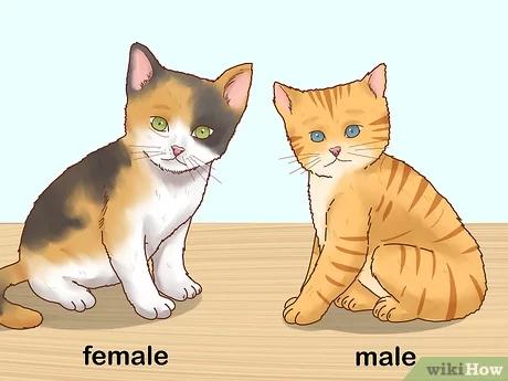 صورة عنوانها Determine the Sex of a Kitten Step 6