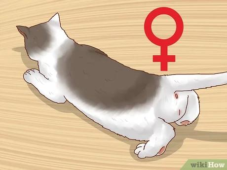 صورة عنوانها Determine the Sex of a Kitten Step 7