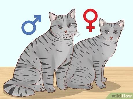 صورة عنوانها Determine the Sex of a Kitten Step 9