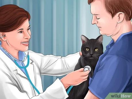 صورة عنوانها Diagnose and Treat Blood Clots in Cats Step 9