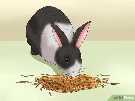 كيفية إطعام أرنب منزلي