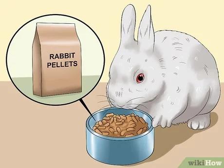 صورة عنوانها Feed a House Rabbit Step 2