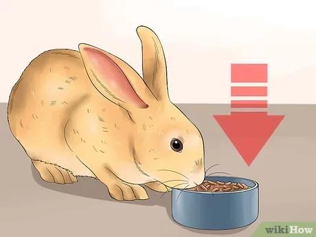 صورة عنوانها Feed a House Rabbit Step 7