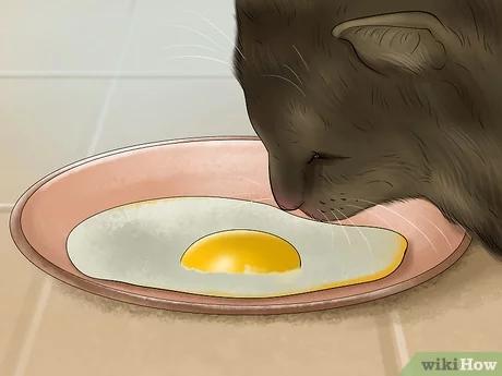 صورة عنوانها Feed Your Cat Natural Foods Step 8