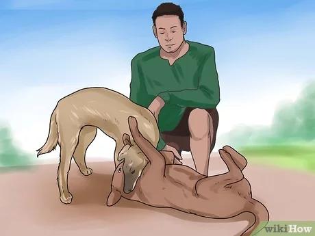 صورة عنوانها Get Dogs to Mate Step 19