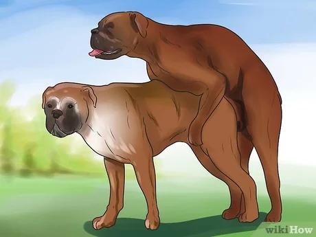 صورة عنوانها Get Dogs to Mate Step 22