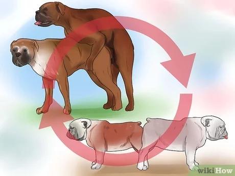 صورة عنوانها Get Dogs to Mate Step 26