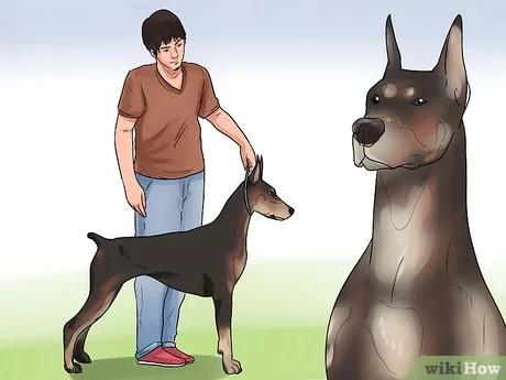 صورة عنوانها Get Dogs to Mate Step 8