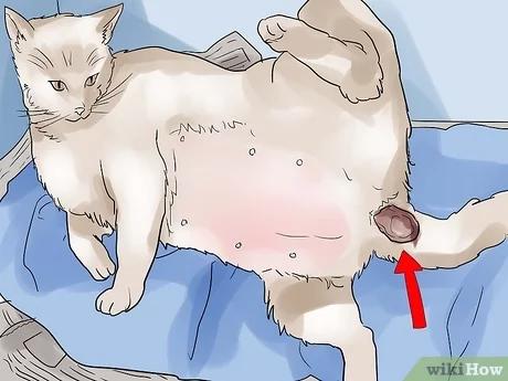 صورة عنوانها Help a Cat Give Birth Step 11