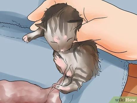 صورة عنوانها Help a Cat Give Birth Step 13