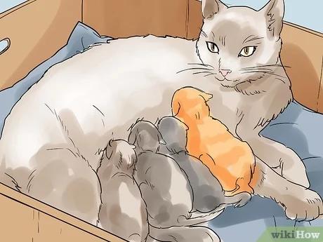 صورة عنوانها Help a Cat Give Birth Step 16