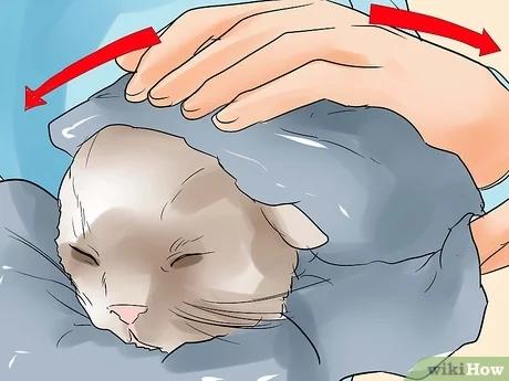 صورة عنوانها Help a Cat Give Birth Step 17