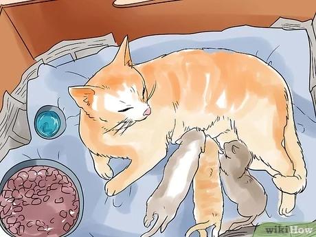 صورة عنوانها Help a Cat Give Birth Step 18
