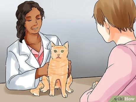 صورة عنوانها Help a Cat Give Birth Step 2