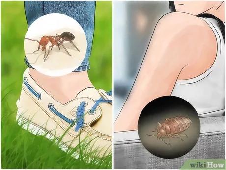كيفية التعرف على لدغات الحشرات