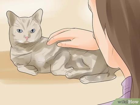 كيفية معرفة إن كانت قطتك تحتضر
