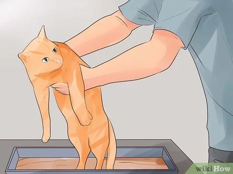 Step 3 ساعد قطتك على الإخراج براحة.