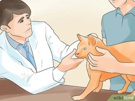 Step 7 اصطحب قطتك للطبيب.