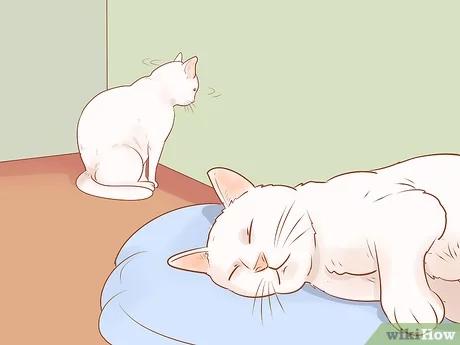 صورة عنوانها Know if Your Cat Is Sick Step 10