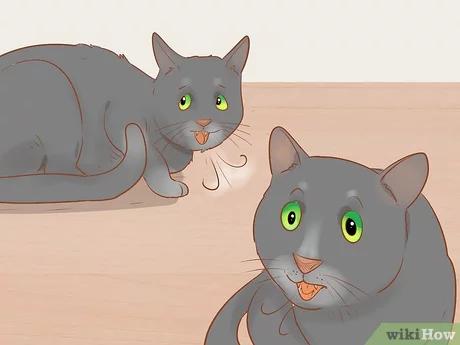 صورة عنوانها Know if Your Cat Is Sick Step 11