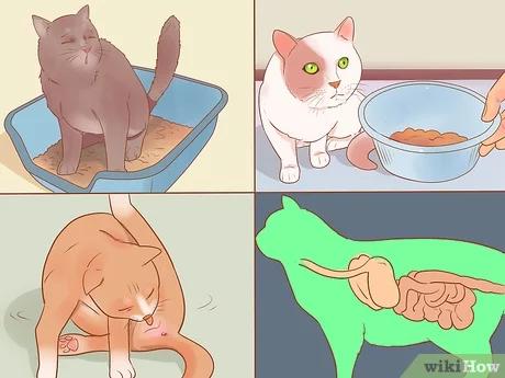 صورة عنوانها Know if Your Cat Is Sick Step 20