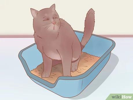 صورة عنوانها Know if Your Cat Is Sick Step 3