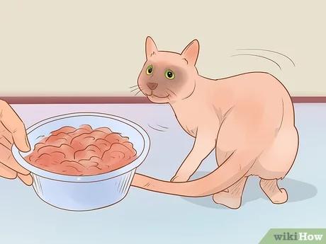 صورة عنوانها Know if Your Cat Is Sick Step 4