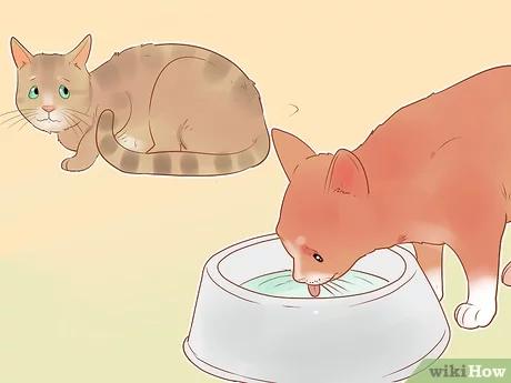 صورة عنوانها Know if Your Cat Is Sick Step 5