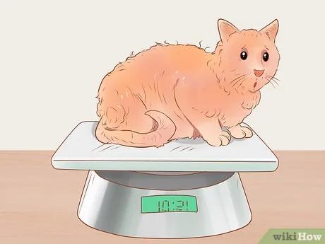 صورة عنوانها Know if Your Cat Is Sick Step 6