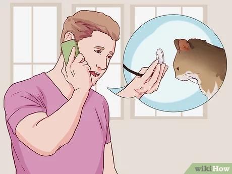 كيفية وقف إسهال القطط