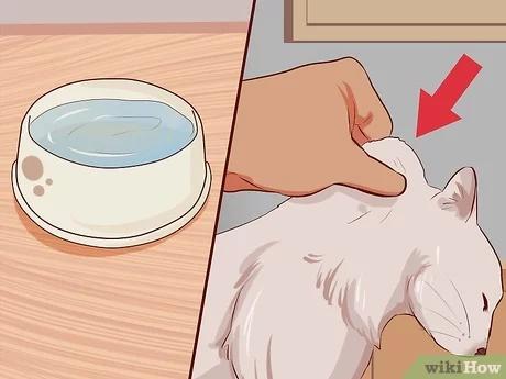 صورة عنوانها Stop Your Cat s Diarrhea Step 10