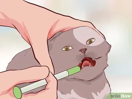 صورة عنوانها Stop Your Cat s Diarrhea Step 3