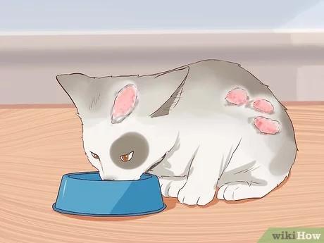 صورة عنوانها Stop Your Cat s Diarrhea Step 6