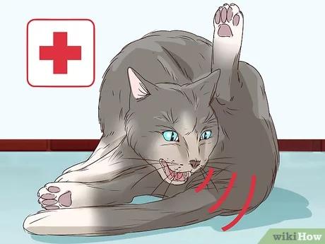 صورة عنوانها Tell if a Cat Is in Labor Step 12