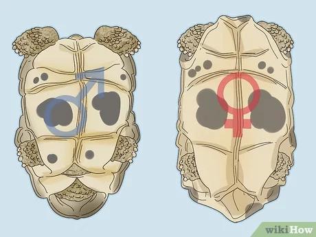 صورة عنوانها Tell If a Turtle Is Male or Female Step 1