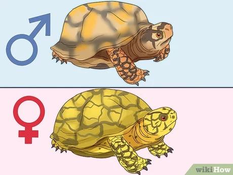 صورة عنوانها Tell If a Turtle Is Male or Female Step 4
