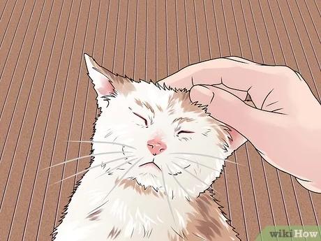 صورة عنوانها Treat a Cat Bite Step 13