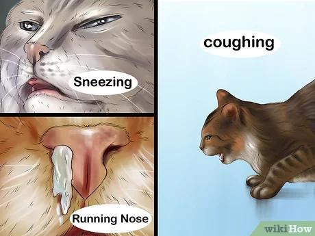 كيفية علاج نزلات البرد عند القطط