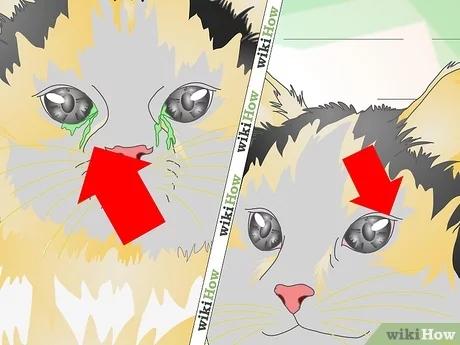 كيفية علاج التهاب عيون القطط