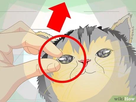 صورة عنوانها Treat Cat Eye Infection Step 2
